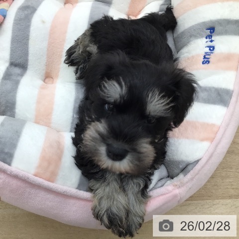 福岡県のミニチュアシュナウザー (ペットプラス 春日店/2025年12月23日生まれ/男の子/ブラックシルバー)の子犬の3枚目の画像