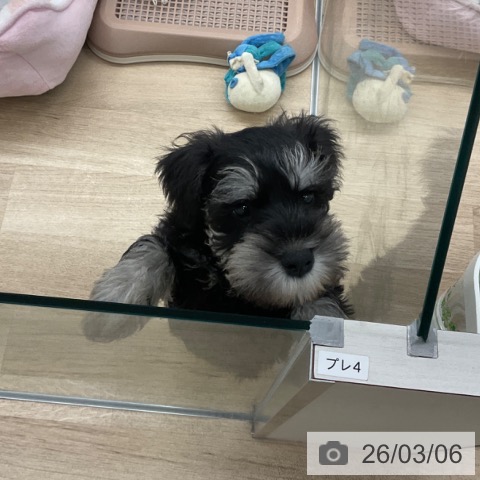 福岡県のミニチュアシュナウザー (ペットプラス 春日店/2025年12月23日生まれ/男の子/ブラックシルバー)の子犬の4枚目の画像