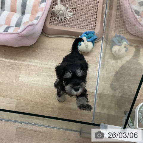 福岡県のミニチュアシュナウザー (ペットプラス 春日店/2025年12月23日生まれ/男の子/ブラックシルバー)の子犬の3枚目の画像