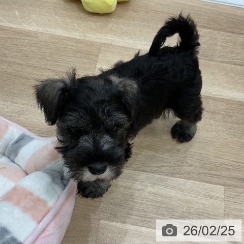 福岡県のミニチュアシュナウザー (ペットプラス 香椎浜店/2025年12月23日生まれ/男の子/ソルトペッパー)の子犬の4枚目の画像