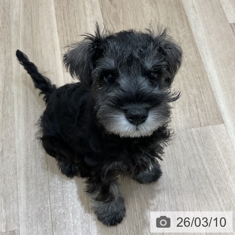 ミニチュア・シュナウザーの写真