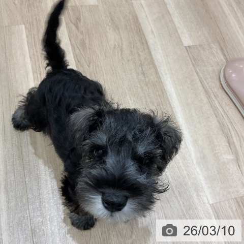 ミニチュア・シュナウザーの写真