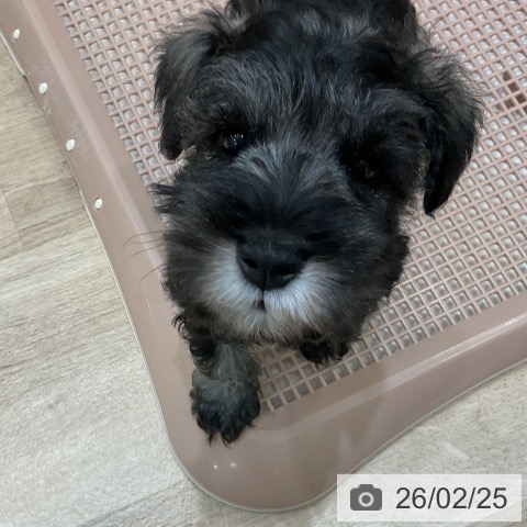 福岡県のミニチュアシュナウザー (ペットプラス 香椎浜店/2025年12月23日生まれ/男の子/ソルトペッパー)の子犬の3枚目の画像