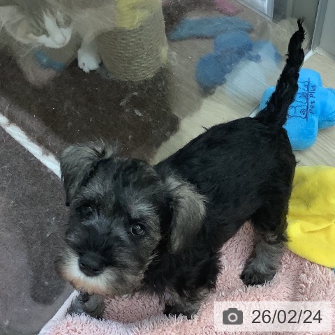 ミニチュア・シュナウザーの写真