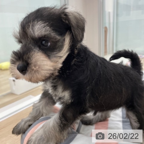 ミニチュア・シュナウザーの写真