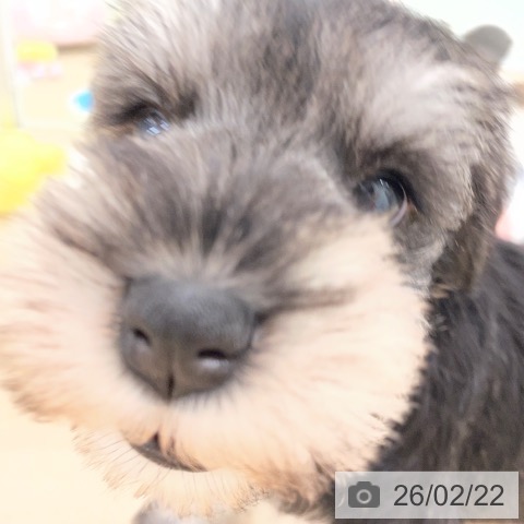 ミニチュア・シュナウザーの写真