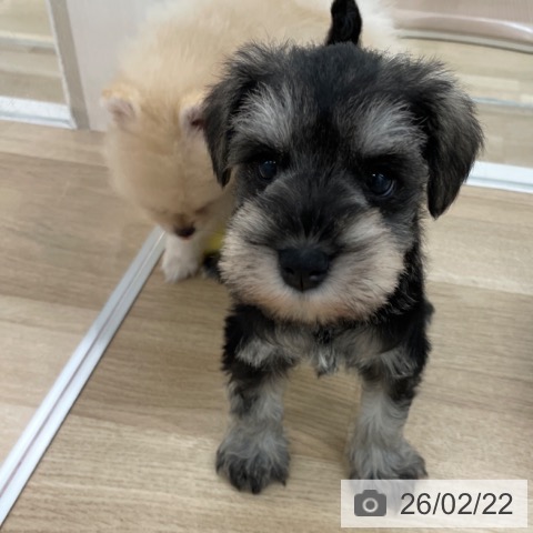 ミニチュア・シュナウザーの写真