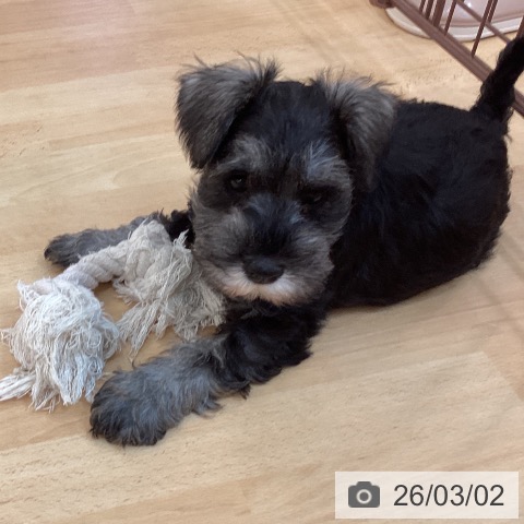 福岡県のミニチュアシュナウザー (ペットプラス 福岡伊都店/2025年12月23日生まれ/女の子/ソルトペッパー)の子犬の3枚目の画像