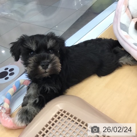 熊本県のミニチュアシュナウザー (ペットプラス 熊本店/2025年12月24日生まれ/男の子/ブラックシルバー)の子犬の4枚目の画像