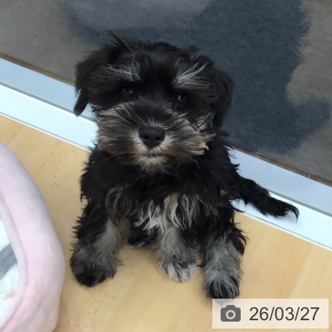 熊本県のミニチュアシュナウザー (ペットプラス 熊本店/2025年12月24日生まれ/男の子/ブラックシルバー)の子犬の4枚目の画像