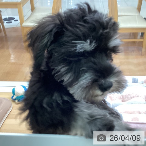 福岡県のミニチュアシュナウザー (ペットプラス 黒崎店/2025年12月24日生まれ/男の子/ブラックシルバー)の子犬の4枚目の画像