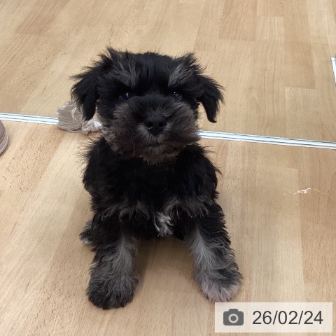 熊本県のミニチュアシュナウザー (ペットプラス 熊本店/2025年12月24日生まれ/男の子/ブラックシルバー)の子犬の3枚目の画像