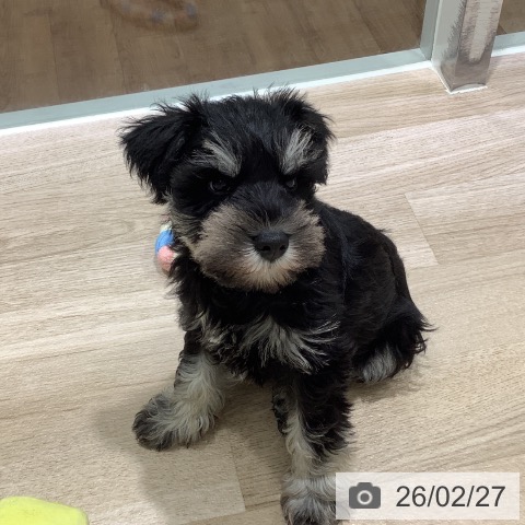 ミニチュア・シュナウザーの写真