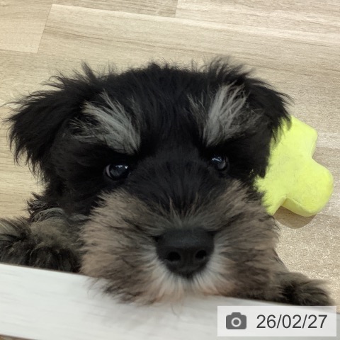 ミニチュア・シュナウザーの写真