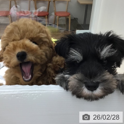 ミニチュア・シュナウザーの写真