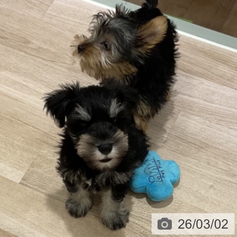 ミニチュア・シュナウザーの写真