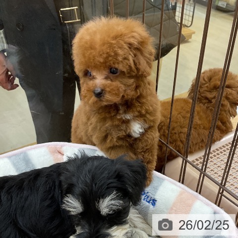 福岡県のトイプードル(トイ) (ペットプラス 福岡店/2025年12月15日生まれ/男の子/レッド)の子犬の4枚目の画像