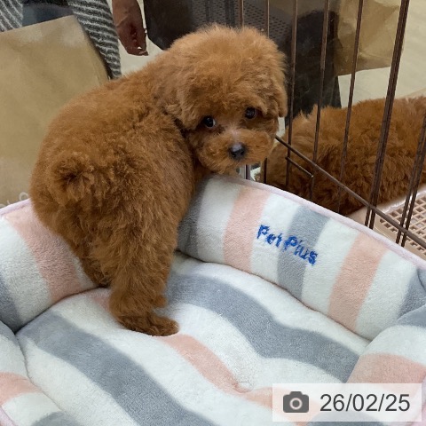 福岡県のトイプードル(トイ) (ペットプラス 福岡店/2025年12月15日生まれ/男の子/レッド)の子犬の3枚目の画像