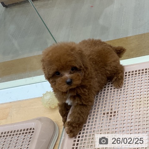 熊本県のトイプードル(トイ) (ペットプラス 熊本店/2025年12月15日生まれ/男の子/レッド)の子犬の4枚目の画像