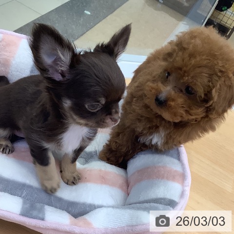 トイ・プードルの写真