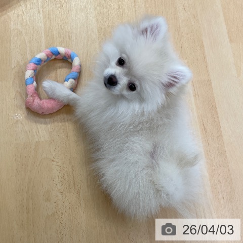 福岡県のポメラニアン (ペットプラス MARK IS 福岡ももち店/2025年12月22日生まれ/男の子/クリーム)の子犬の4枚目の画像