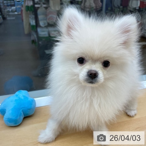 福岡県のポメラニアン (ペットプラス MARK IS 福岡ももち店/2025年12月22日生まれ/男の子/クリーム)の子犬の3枚目の画像