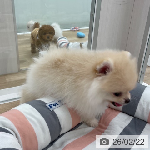 ポメラニアンの写真