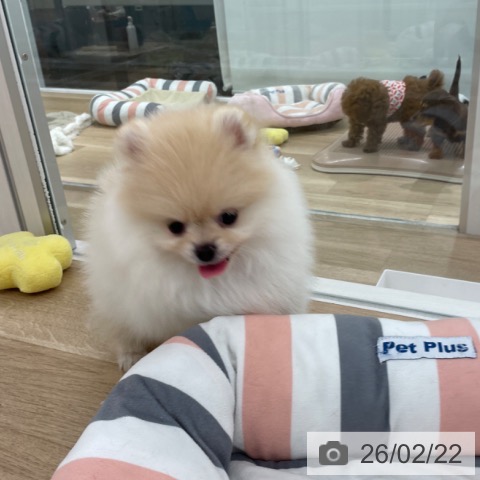 ポメラニアンの写真