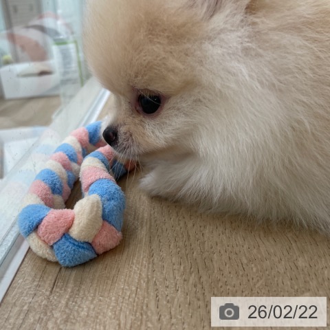 ポメラニアンの写真