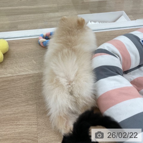 ポメラニアンの写真
