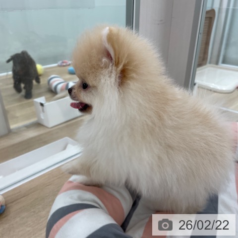 ポメラニアンの写真