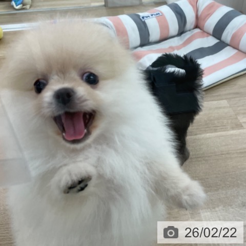 ポメラニアンの写真