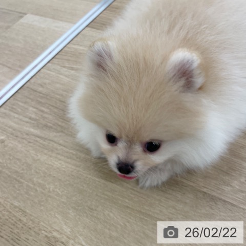 ポメラニアンの写真