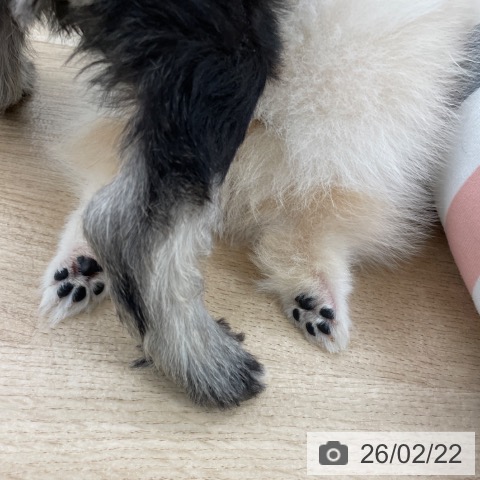 ポメラニアンの写真