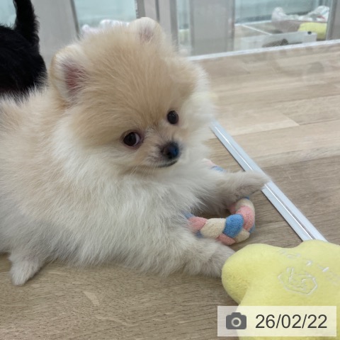 ポメラニアンの写真