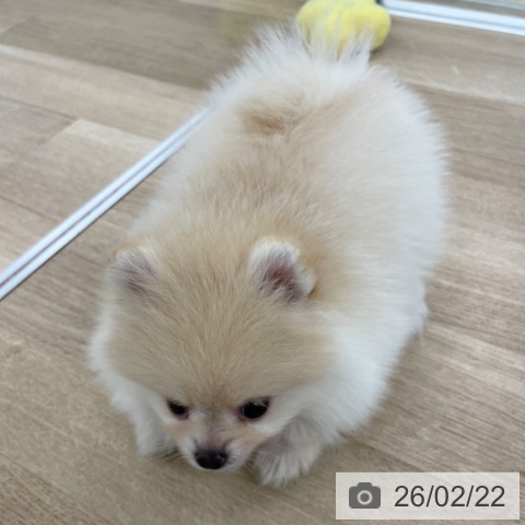 ポメラニアンの写真