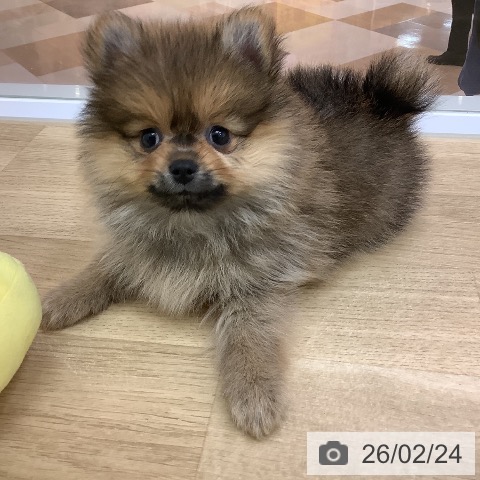 ポメラニアンの写真