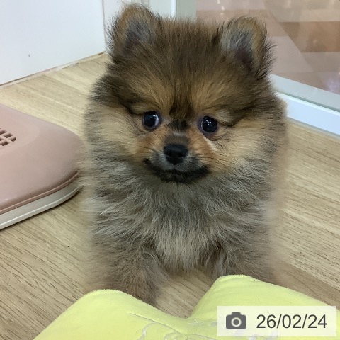 ポメラニアンの写真