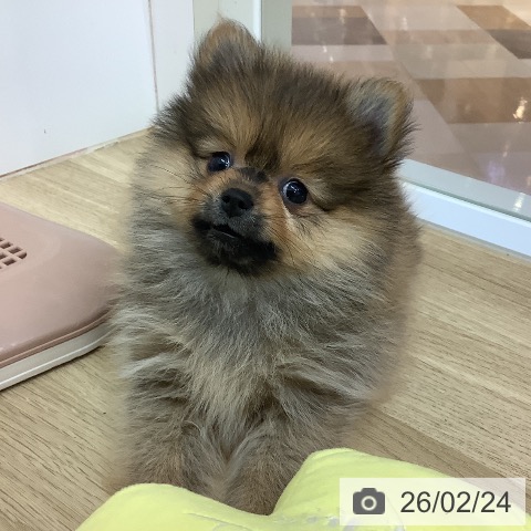 ポメラニアンの写真