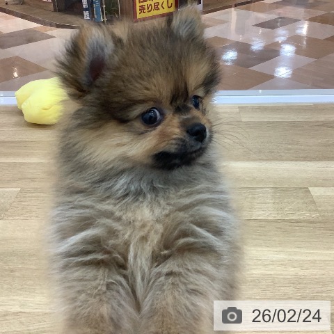 ポメラニアンの写真