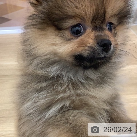 ポメラニアンの写真
