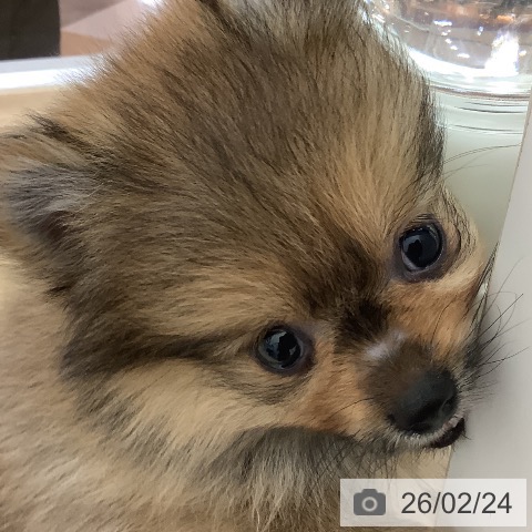 ポメラニアンの写真
