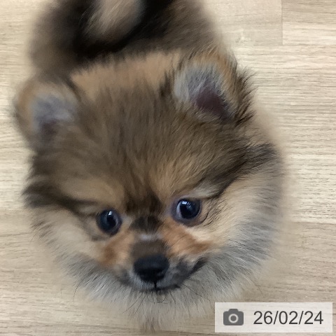 ポメラニアンの写真