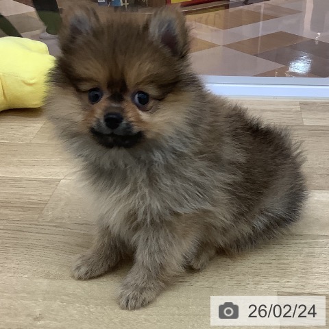 ポメラニアンの写真