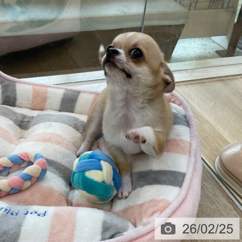 福岡県のチワワ(ロング) (ペットプラス ららぽーと福岡店/2025年12月22日生まれ/男の子/フォーンホワイト)の子犬の4枚目の画像