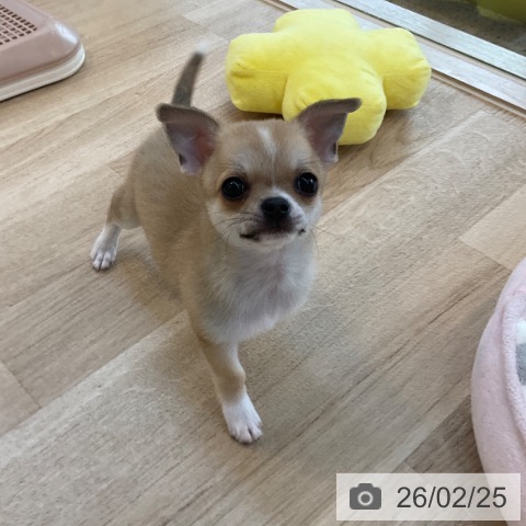 福岡県のチワワ(ロング) (ペットプラス ららぽーと福岡店/2025年12月22日生まれ/男の子/フォーンホワイト)の子犬の3枚目の画像