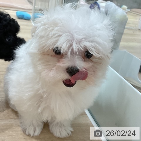 福岡県のマルチーズ (ペットプラス 八幡東店/2025年12月25日生まれ/女の子/ホワイト)の子犬の4枚目の画像