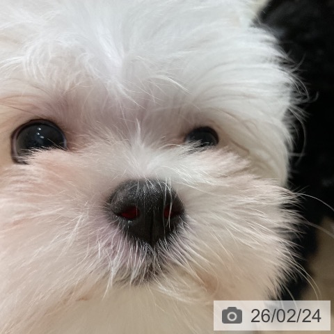 福岡県のマルチーズ (ペットプラス 八幡東店/2025年12月25日生まれ/女の子/ホワイト)の子犬の3枚目の画像