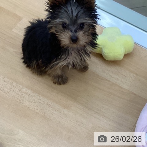 埼玉県のヨークシャーテリア (ペットプラス 羽生店/2025年12月4日生まれ/男の子/スチールブルータン)の子犬の4枚目の画像