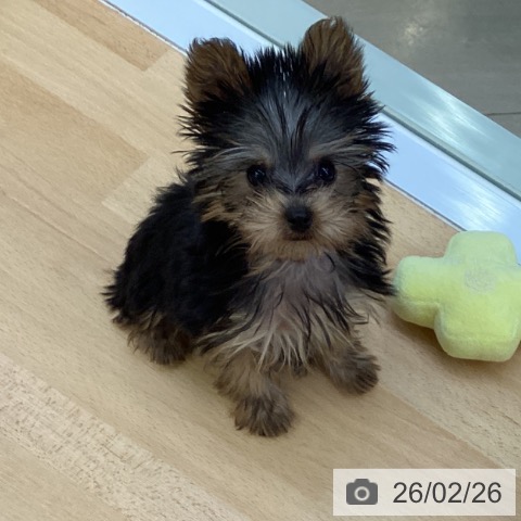 埼玉県のヨークシャーテリア (ペットプラス 羽生店/2025年12月4日生まれ/男の子/スチールブルータン)の子犬の3枚目の画像